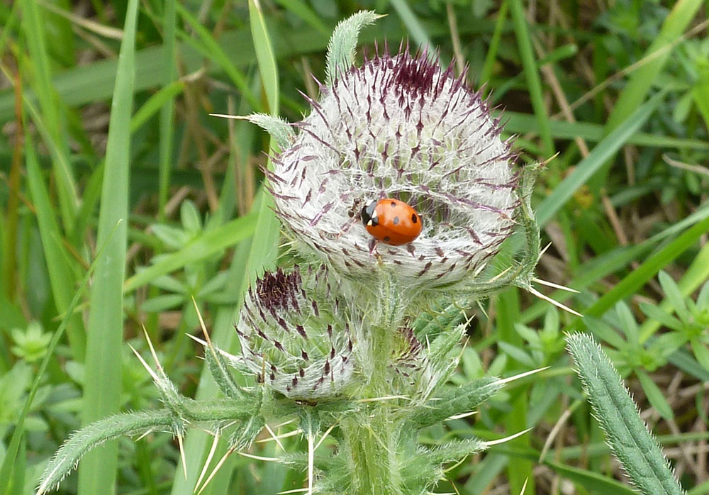 Chardon et coccinelle